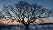 The silhouette of a leafless tree in winter, its branches like the network of veins in a hand, captured against the stark contrast of a snowy landscape at twilight. 32k, full ultra hd, high resolution