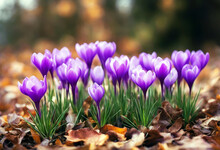 'bed Blooms Purple Autumn Flower Crocus Fall Flower Isolated Nature Easter Spring Light Sun Floral Mothers Day Garden Green Blue Color Plant Colorful Environment Growth Life Petal Sunlight Season'