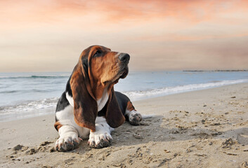 Wall Mural - basset hound on the beach