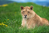 Fototapeta Sawanna - Lion laying in field of grass