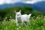 Fototapeta Sawanna - Small white goat stands on lush green field