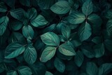 Fototapeta  - Nature of dark green leaf in garden. Natural green leaves plants using background cover page environment ecology or greenery wallpaper - generative ai