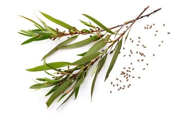 Poster - Isolated tea tree branches with leaves and seeds on white