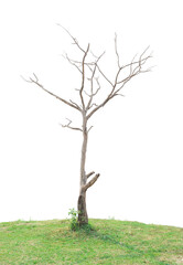 Wall Mural - leafless tree isolated on transparent background. png file format