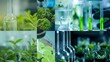 © Justlight - A montage of images showcasing the various stages of microalgae cultivation from laboratory testing and experimentation to largescale production and distribution. This visual representation .