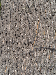 texture of the bark of old maple tree