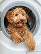 © Asman - Golden Doodle dog puppy inside the washing