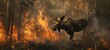 Moose Running from Fire Forest