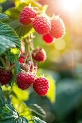 Wall Mural - Raspberry berries in the garden close-up. Blurred background