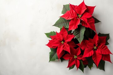 Poster - Text space available for traditional Christmas flower a lovely poinsettia on white table inside