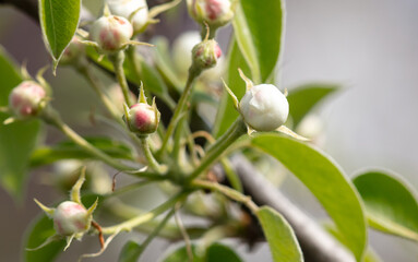 Wall Mural - Flowers on a pear tree in spring. Close-up