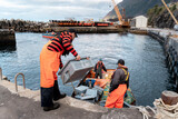 Fototapeta Konie - Fishermen unloading crates of freshly caught lobsters at the port