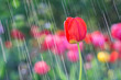 Beautiful tulips in the rain drops in the spring garden