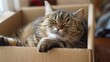 © Plaifah - Rotund cat occupying a cardboard box with an air of lazy satisfaction, its pudgy form settled in for a nap.