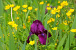Dark red Iris hybrid (Iris barbata) in a wildflower meadow with yollow buttercup flowers, Kaiserstuhl, Baden, Germany