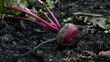 Gathering crops, such as a newly harvested beet from the ground.