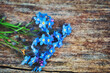 Vergissmeinnicht - Blume - Ecology - Frühling - Springtime- Spring - Background - Concept - Blooming - Flower - Bloom - Green - Wonderful - High quality photo	