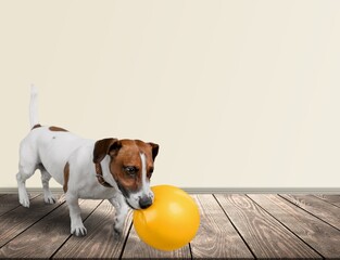 Wall Mural - Cute smart dog in living room playing