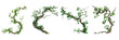 Set of twisted jungle branch with plant growing on transparent background