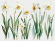 illustrazione in stile acquerello di fiori di narciso bianco su sfondo bianco scontornabile
