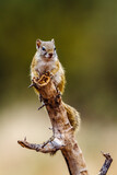 Fototapeta Sawanna - Smith bush squirrel standing on a log in alert isolated in natural background in backlit in Kruger National park, South Africa ; Specie Paraxerus cepapi family of Sciuridae