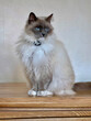 Rag Doll Cat at Home