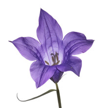 Purple Bell Flower Heads, Isolated On White Background, Macro, Campanula Patula