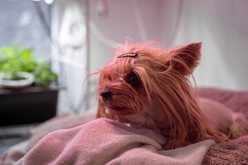 Poster - The Yorkshire Terrier dog is lying on the couch and resting. A beautiful pet dog