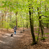 Fototapeta Konie - old woman walks dogs in spring forest near utrecht in the netherlands