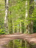 Fototapeta Konie - lonely figure on forest path in spring under beech trees in holland