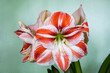 Red and white amaryllis flowers. Hippeastrum. Flower of Holland. Amaryllis variety Super Star. Hippeastrum grade Super Star. Amaryllidaceae. Dutch flowers. Striped