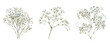 © Narin - A set of watercolor branches of white gypsophila png. Delicate white gypsophila flowers with green stems on transparent isolated background. Element for invitations, flower arrangements.