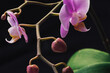 Blooming branch of Phalaenopsis orchid in a dark studio