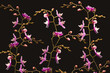 Pattern of blooming Phalaenopsis orchids in a dark studio