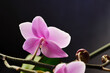 Blooming orchid flower Phalaenopsis in a dark studio