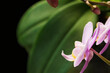 Blooming pink Phalaenopsis orchid flower on dark