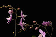 Blooming branches of a pink orchid with a dark backdrop