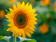 A close up of a yellow sunflower with a green stem. The flower is the main focus of the image, and it is in full bloom