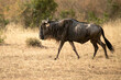 wildebeest in the African savanna at first light near the Mara River