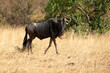 wildebeest in the African savanna at first light near the Mara River