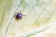 Tick, Ixodida, on the leaf.Adult female tick - Ixodes ricinus.Carrier of infectious diseases as encephalitis or Lyme borreliosis.