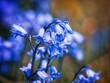 Wild Bluebell Flowers in Spring 