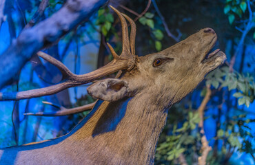 Wall Mural - Cerf élaphe naturalisé au muséum d'Histoire Naturelle de Genève, Suisse