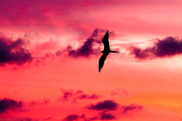 Wall Mural - Sunset Bird Flying Silhouette Sunset Beautiful Inspirational Uplifting Romantic Hope Nature