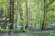 Woodland trees in spring