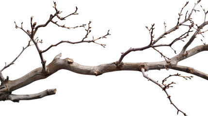 Tree branch