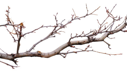 Tree branch