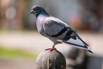 Wall Mural - Close view of a pigeon in the park