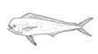 Mahi mahi Young or dolphin fish isolated on white. Realistic illustration of mahi mahi or dolphin fish isolated on white background. Side view Sketch Png.