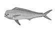Mahi mahi Young or dolphin fish isolated on white. Realistic illustration of mahi mahi or dolphin fish isolated on white background. Side view Black and white sketch PNG.
